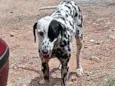 Estrela