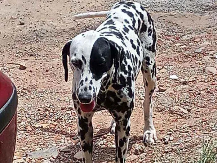 Cachorro ra a Dálmata idade 7 a 11 meses nome Estrela