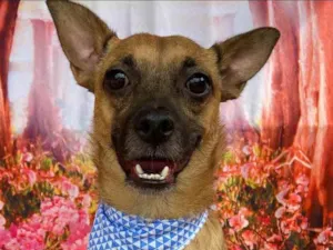 Cachorro raça SRD idade 3 anos nome Bob 
