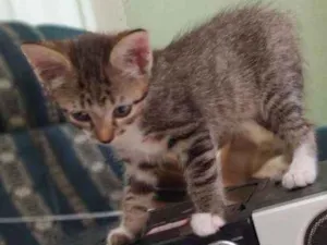 Gato raça  idade Abaixo de 2 meses nome Sem nome