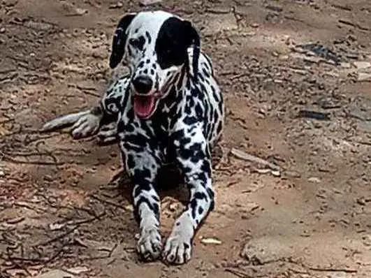 Cachorro ra a Dálmata idade 7 a 11 meses nome Estrela