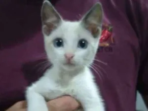 Gato raça SRD-ViraLata idade 2 a 6 meses nome Gatinho macho