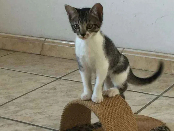 Gato ra a SRD-ViraLata idade Abaixo de 2 meses nome Princesa