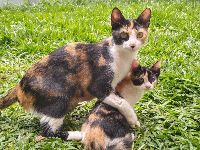 Gato ra a SRD idade 1 ano nome Nina