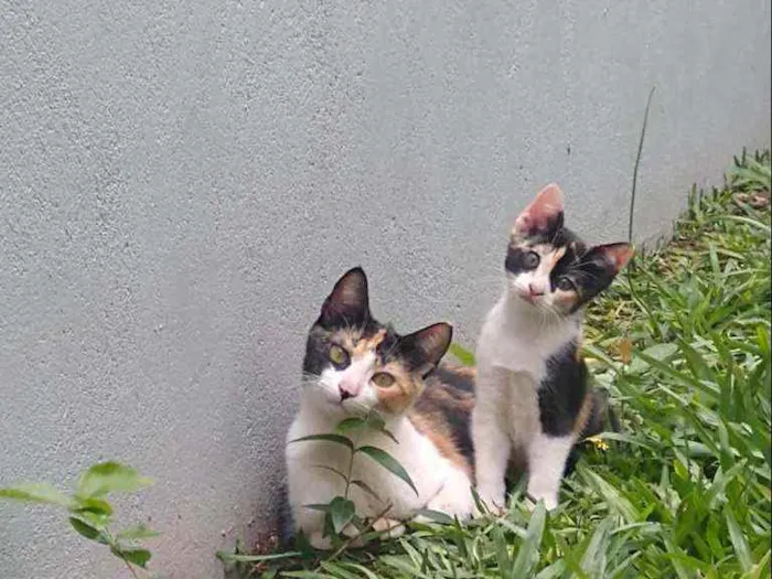 Gato ra a SRD idade 1 ano nome Nina