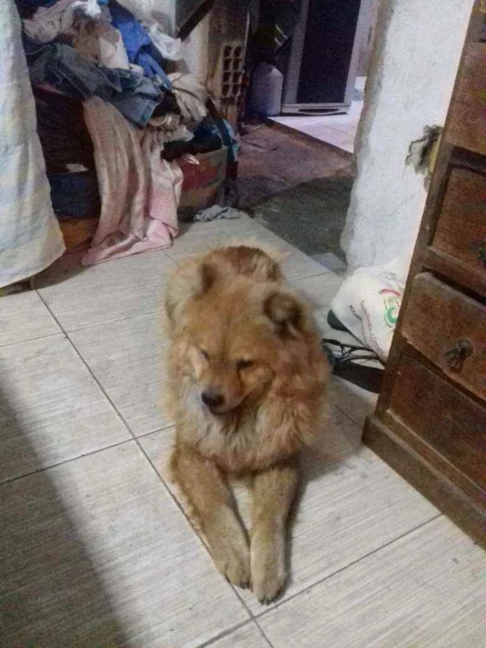 Cachorro ra a chow-chow idade 3 anos nome Leona