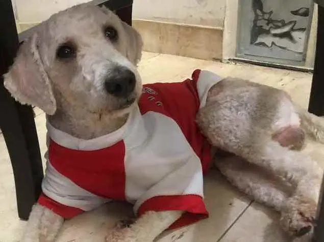 Cachorro ra a Poodle  idade 1 ano nome Billy