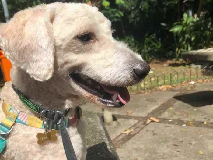 Cachorro ra a Poodle  idade 1 ano nome Billy