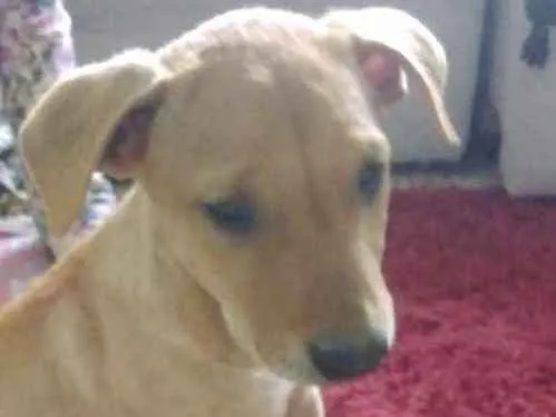 Cachorro ra a Misto idade 2 a 6 meses nome Jerônimo