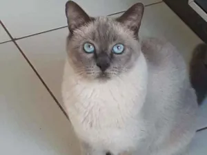 Gato raça S/Raça  idade 6 ou mais anos nome Luigi 