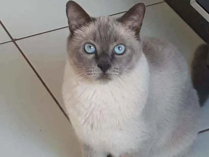 Gato ra a S/Raça  idade 6 ou mais anos nome Luigi 
