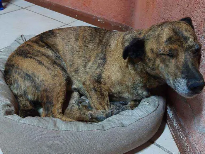 Cachorro ra a Vira latas idade 6 ou mais anos nome Tigre