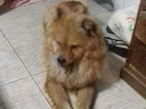 Cachorro raça chow-chow idade 3 anos nome Leona