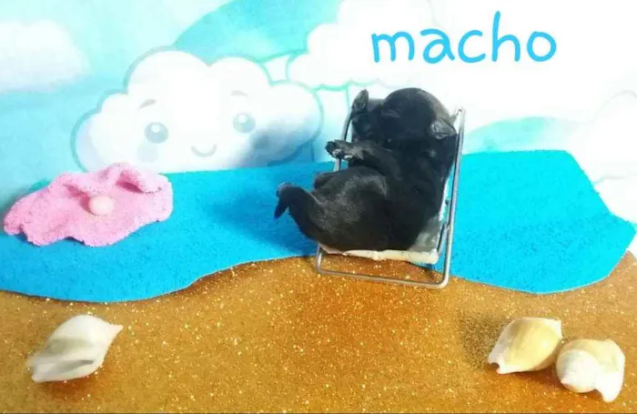 Cachorro ra a Sem raça definida  idade Abaixo de 2 meses nome Agar