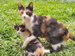 Gato raça SRD idade 1 ano nome Nina