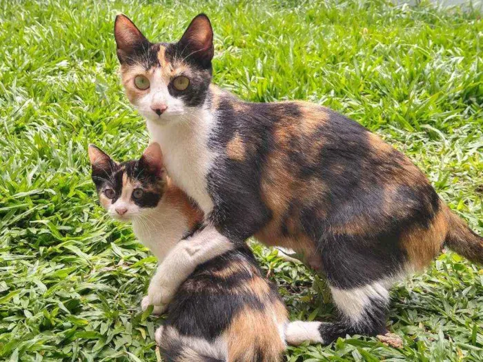 Gato ra a SRD idade 1 ano nome Nina