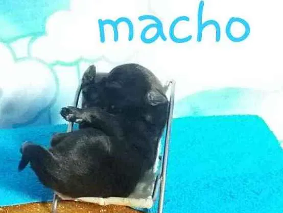 Cachorro ra a Sem raça definida  idade Abaixo de 2 meses nome Agar