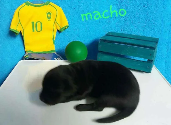 Cachorro ra a Sem raça definida  idade 2 a 6 meses nome Jasper