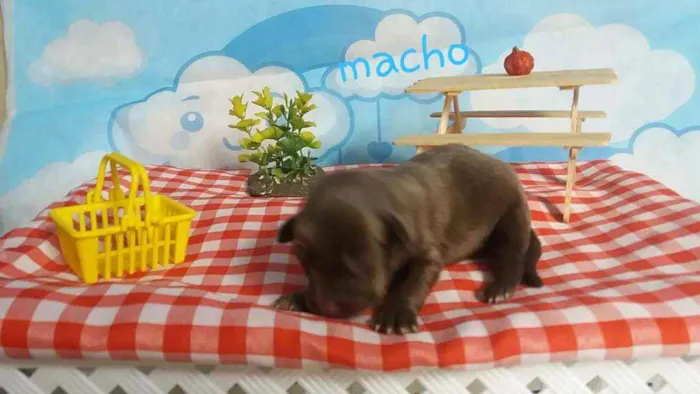 Cachorro ra a Sem raça definida  idade Abaixo de 2 meses nome Ambar
