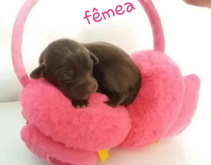Cachorro ra a Srd idade Abaixo de 2 meses nome Jade