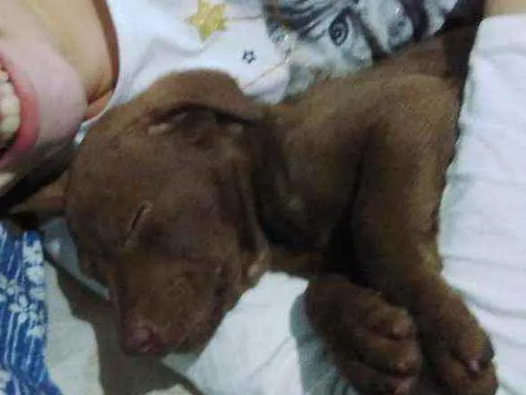 Cachorro ra a Misto idade 2 a 6 meses nome Big Mec