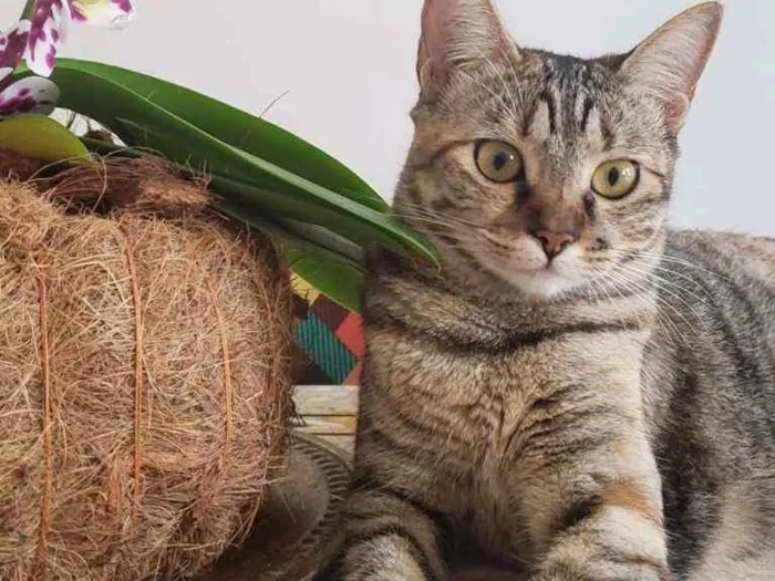 Gato raça Sem raça definida  idade 1 ano nome Nina