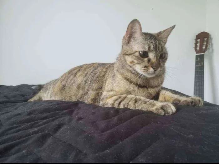 Gato raça Sem raça definida  idade 1 ano nome Nina