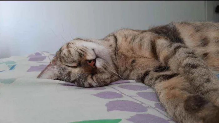 Gato raça Sem raça definida  idade 1 ano nome Nina