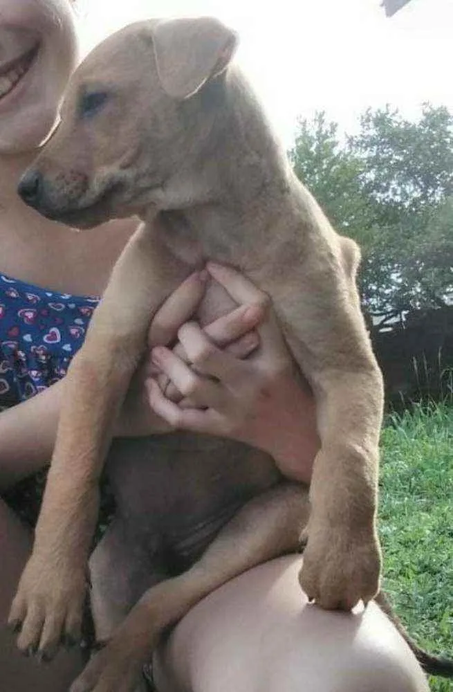 Cachorro ra a Misto idade 2 a 6 meses nome Jerônimo