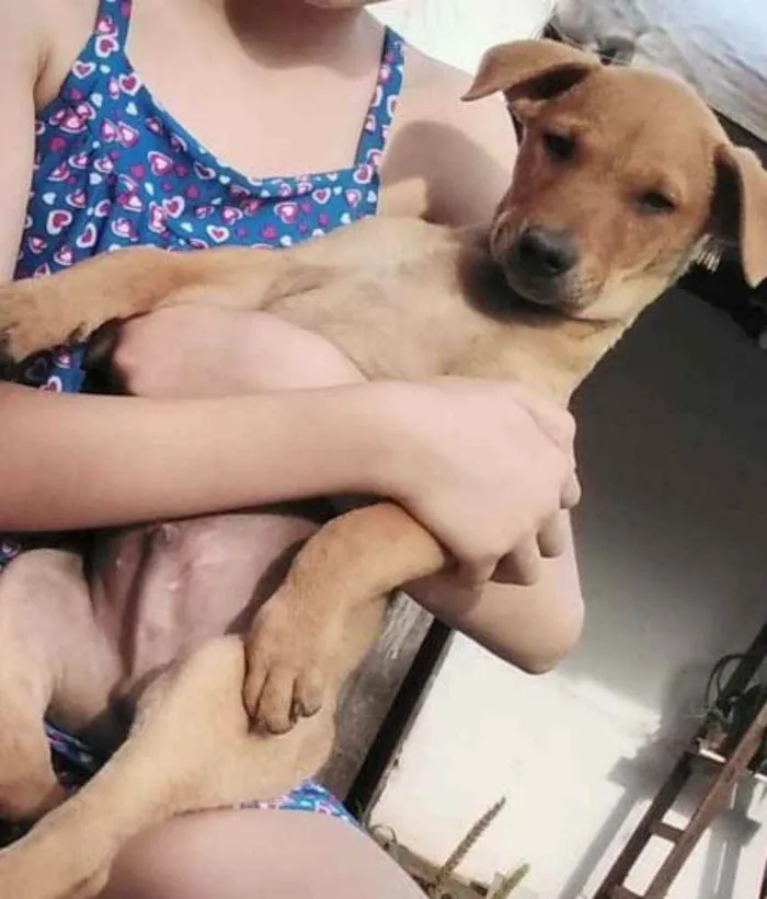 Cachorro ra a Misto idade 2 a 6 meses nome Jerônimo