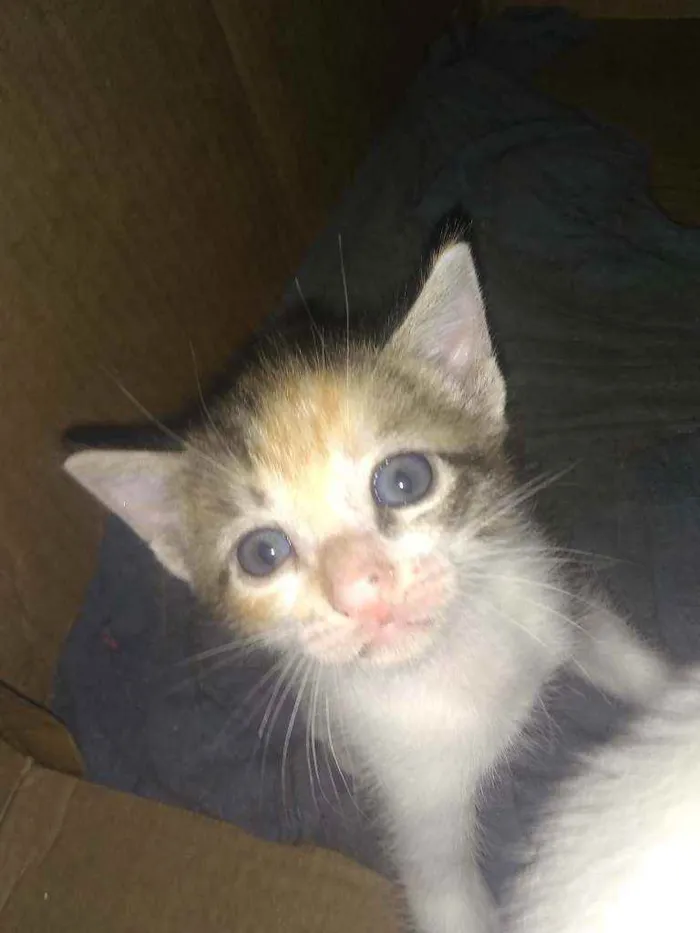 Gato ra a Siamês idade Abaixo de 2 meses nome Sem nome