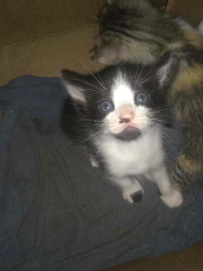 Gato ra a Siamês idade Abaixo de 2 meses nome Sem nome