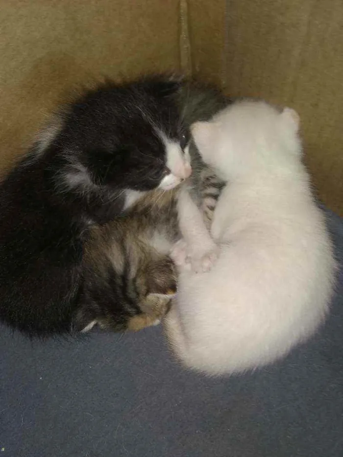 Gato ra a Siamês idade Abaixo de 2 meses nome Sem nome