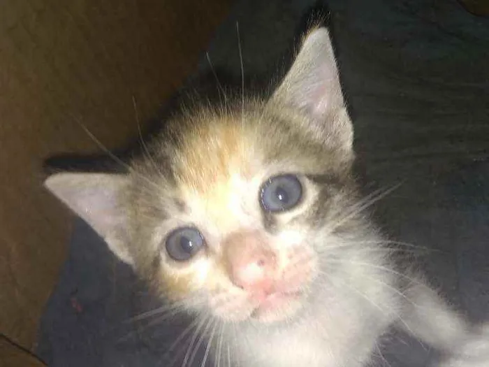 Gato ra a Siamês idade Abaixo de 2 meses nome Sem nome