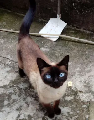 Gato raça Siamês idade  nome Não sei o nome
