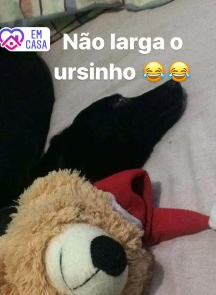 Cachorro ra a SRD idade 2 anos nome Neguinha 