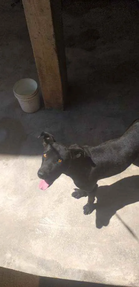 Cachorro raça  idade 2 anos nome Bylu