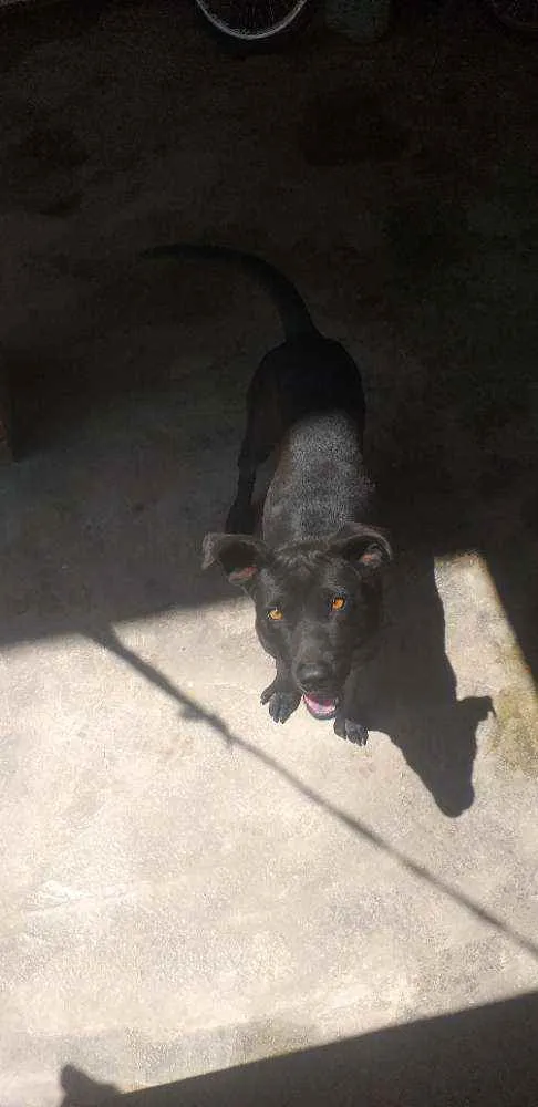 Cachorro raça  idade 2 anos nome Bylu