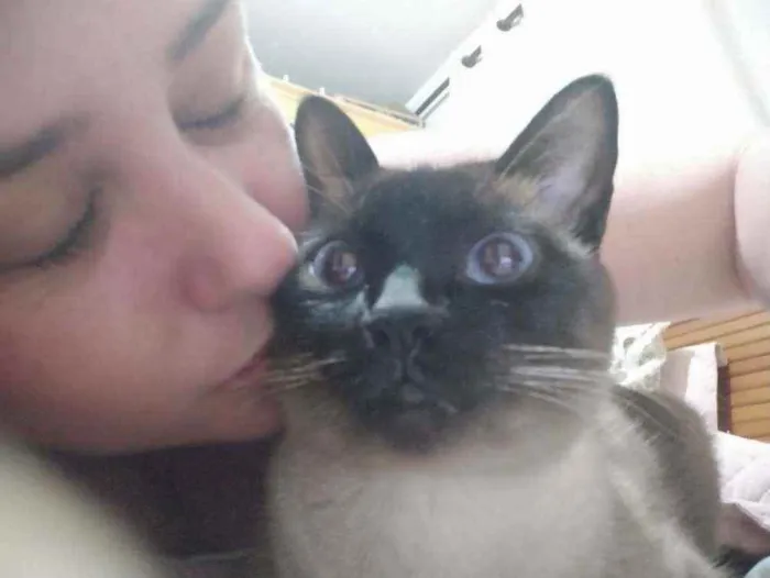 Gato ra a Siames idade 2 anos nome Micaela 