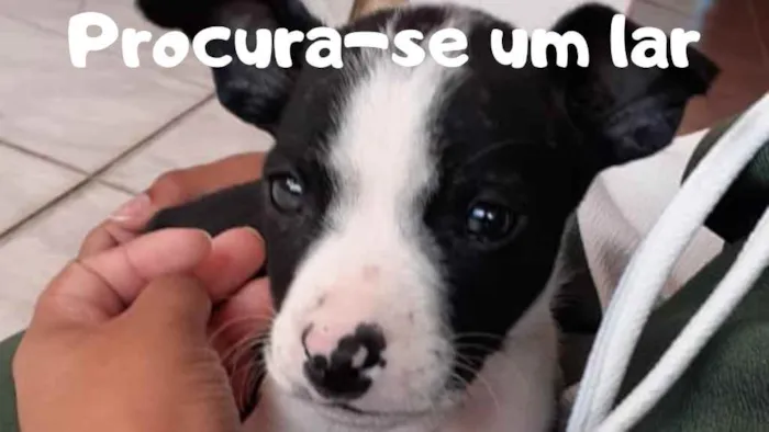 Cachorro ra a Vira-lata idade Abaixo de 2 meses nome Dobby