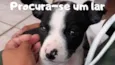 Dobby