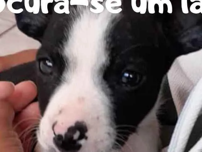 Cachorro ra a Vira-lata idade Abaixo de 2 meses nome Dobby