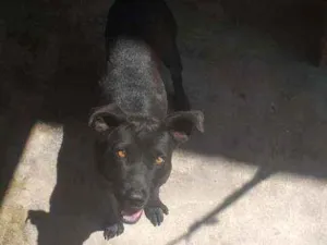 Cachorro raça  idade 2 anos nome Bylu