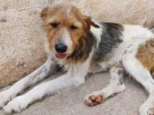 Cachorro raça SRD-ViraLata idade 4 anos nome Bernado