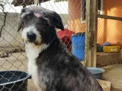 Cachorro raça SRD-ViraLata idade 2 anos nome  Flor-Sheepdog