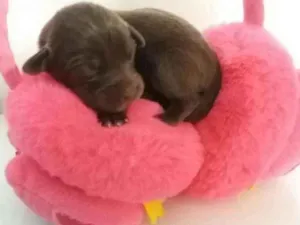 Cachorro raça Srd idade Abaixo de 2 meses nome Jade