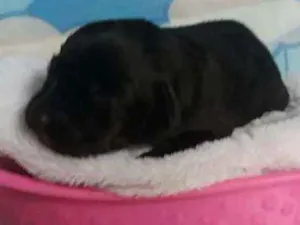 Cachorro raça Sem raça definida  idade Abaixo de 2 meses nome Rubi