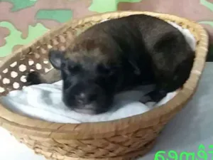 Cachorro raça Srd  idade Abaixo de 2 meses nome Ametista