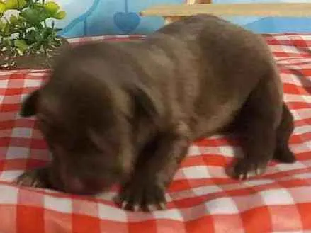 Cachorro ra a Sem raça definida  idade Abaixo de 2 meses nome Ambar