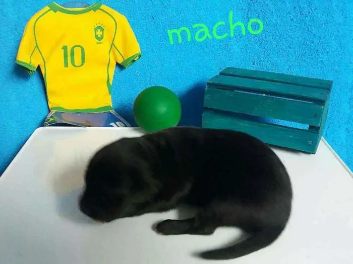 Cachorro ra a Sem raça definida  idade 2 a 6 meses nome Jasper